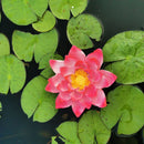 GobekUsa Garden Water Floating Animal Statue Crafts for Outdoor Decor and Pond Decoration