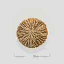 GobekUsa Gold Coral Carp Lotus Leaf Fish Wall Decor Ornaments