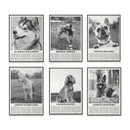 GobekUsa Black & White Dog Breeds Poster: Greyhound, Cocker Spaniel, Akita, Malamute, Cattle Dog