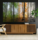Seasonal Forest Canvas Wall Art Print - Changing Seasons in by MyGreatCanvas | Canvas Wall Art Prints | Photo Prints & Wall Decor