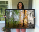 Seasonal Forest Canvas Wall Art Print - Changing Seasons in by MyGreatCanvas | Canvas Wall Art Prints | Photo Prints & Wall Decor