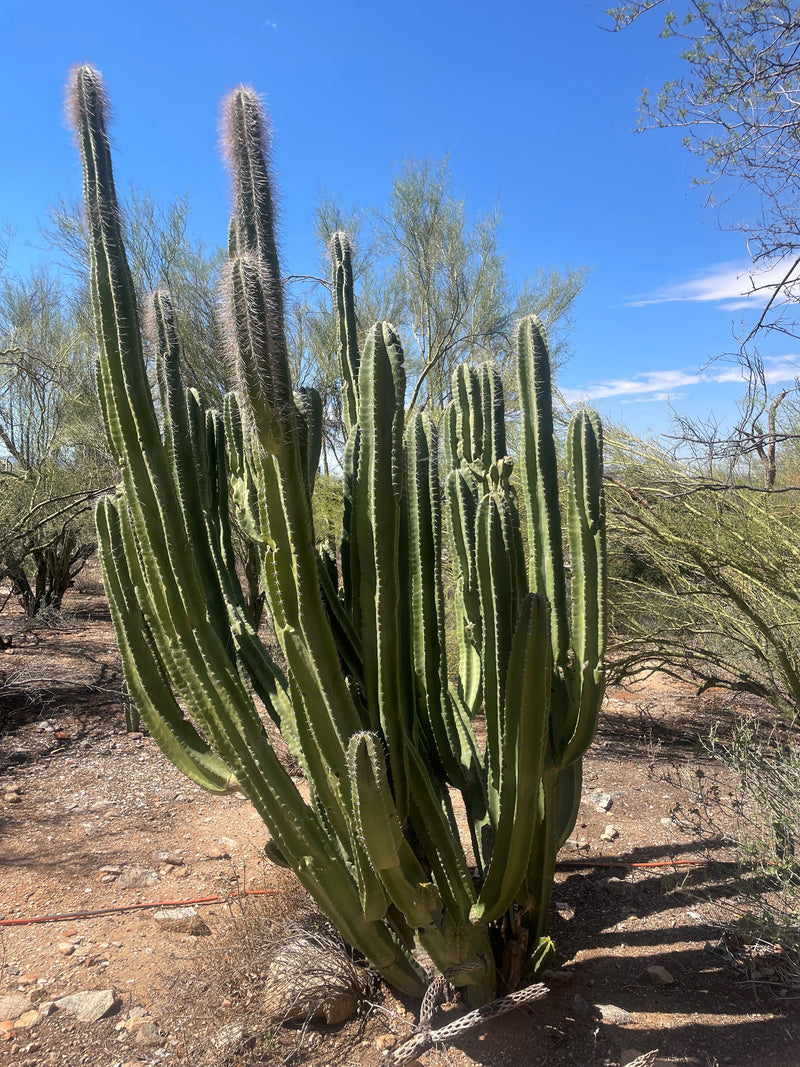 Senita Cactus