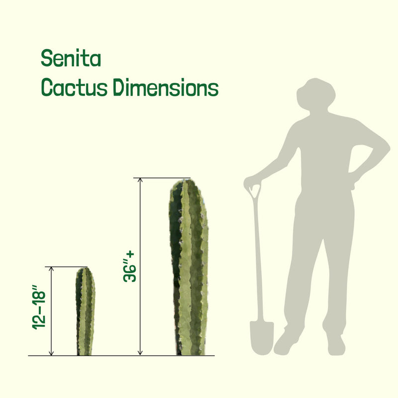 Senita Cactus