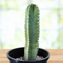Senita Cactus