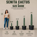 Senita Cactus by The Cactus Outlet
