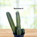Senita Cactus