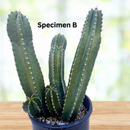 Senita Cactus