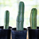 Senita Cactus