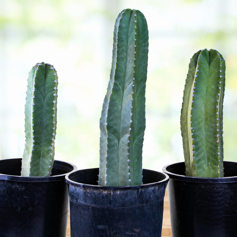 Senita Cactus