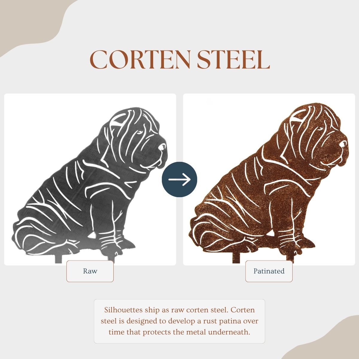 Shar Pei, photo 3 of 13