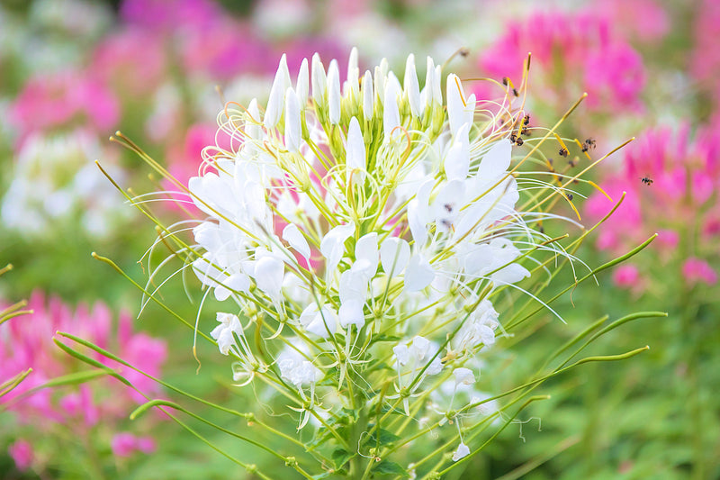 200 WHITE QUEEN CLEOME (Spider Flower) Cleome Hassleriana Cleome Spinosa Flower Seeds