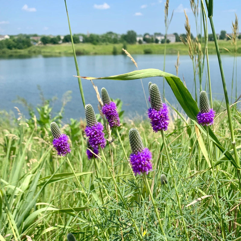 700 PURPLE PRAIRIE CLOVER Dalea Purpurea Flower Seeds