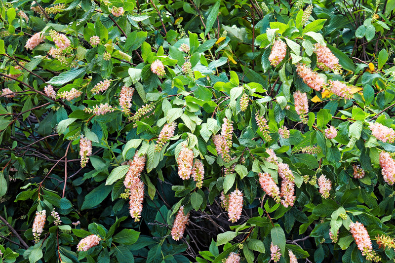 20 Pink SUMMERSWEET BUSH Clethra Alnifolia Rosea Fragrant Flower Shrub Seeds