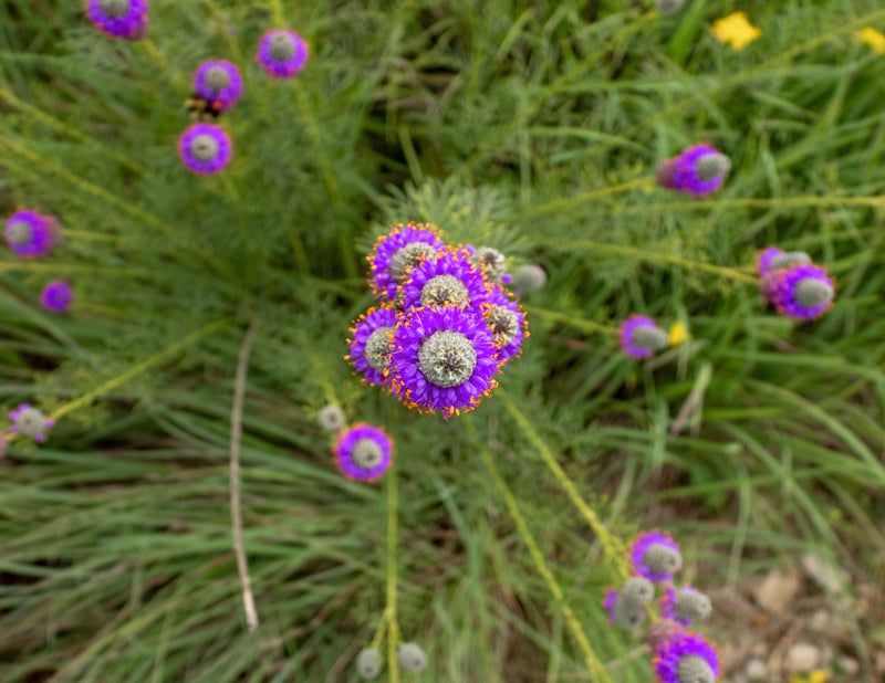700 PURPLE PRAIRIE CLOVER Dalea Purpurea Flower Seeds