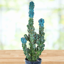 Curiosity Cactus by The Cactus Outlet