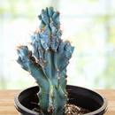 Curiosity Cactus by The Cactus Outlet