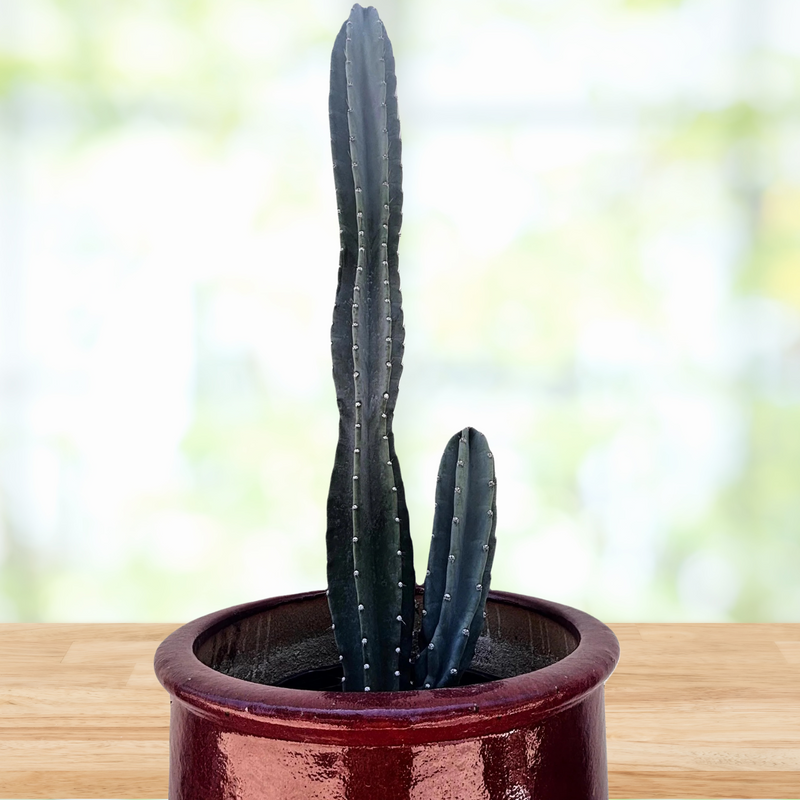 Peruvian Apple Cactus