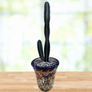 Peruvian Apple Cactus