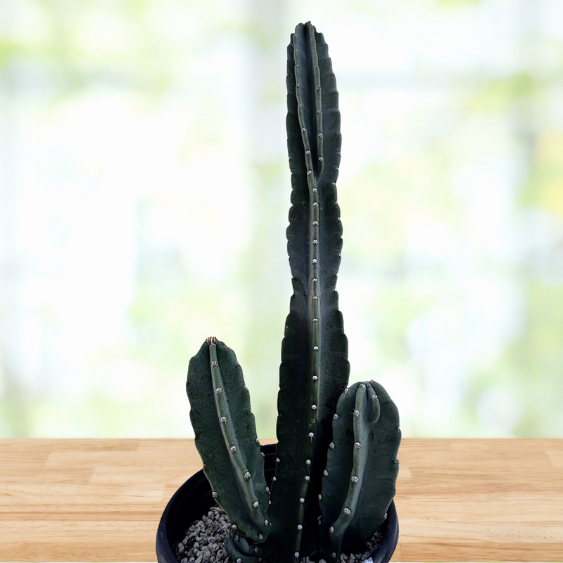 Peruvian Apple Cactus