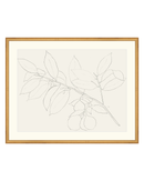 Lemon Branch Drawing