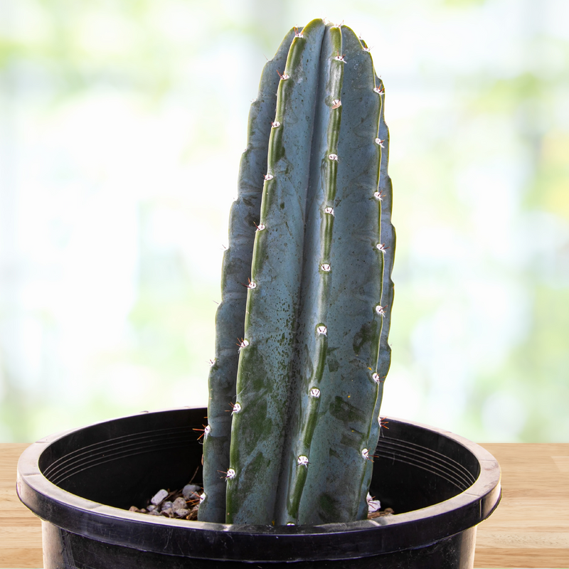 Peruvian Apple Cactus