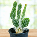 Cactus Snow White Prickly Pear Plant - Healthy Ready To Ship Houseplant by The Cactus Outlet