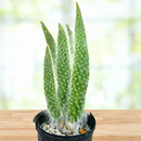 Cactus Snow White Prickly Pear Plant - Healthy Ready To Ship Houseplant by The Cactus Outlet
