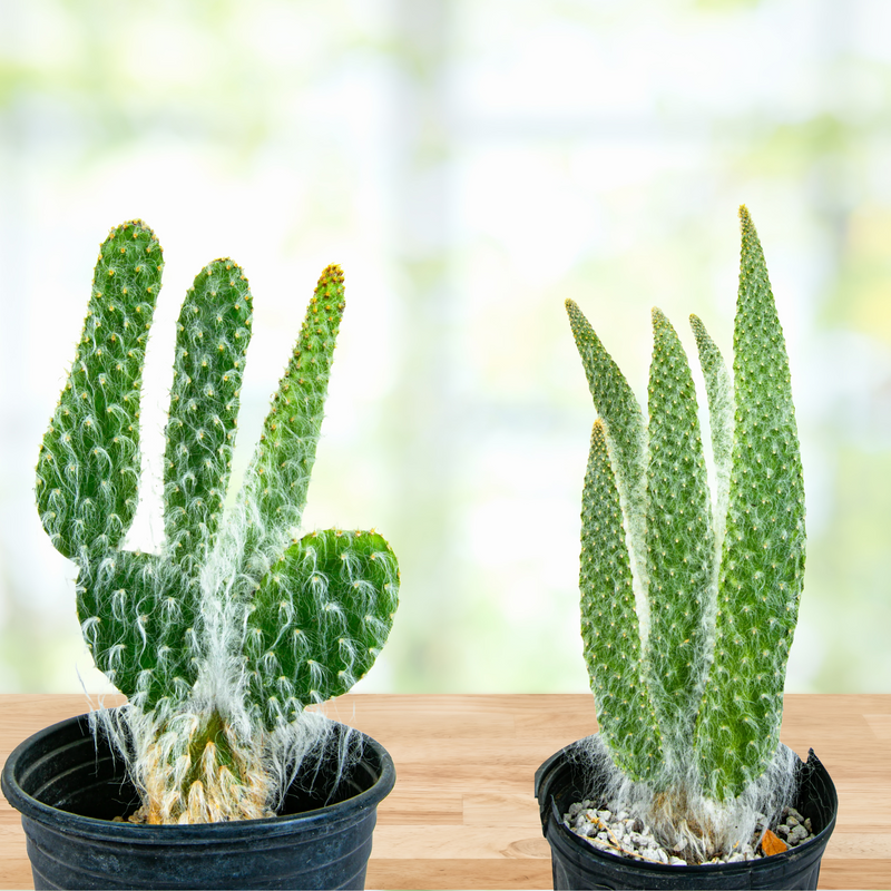 Cactus Snow White Prickly Pear Plant - Healthy Ready To Ship Houseplant