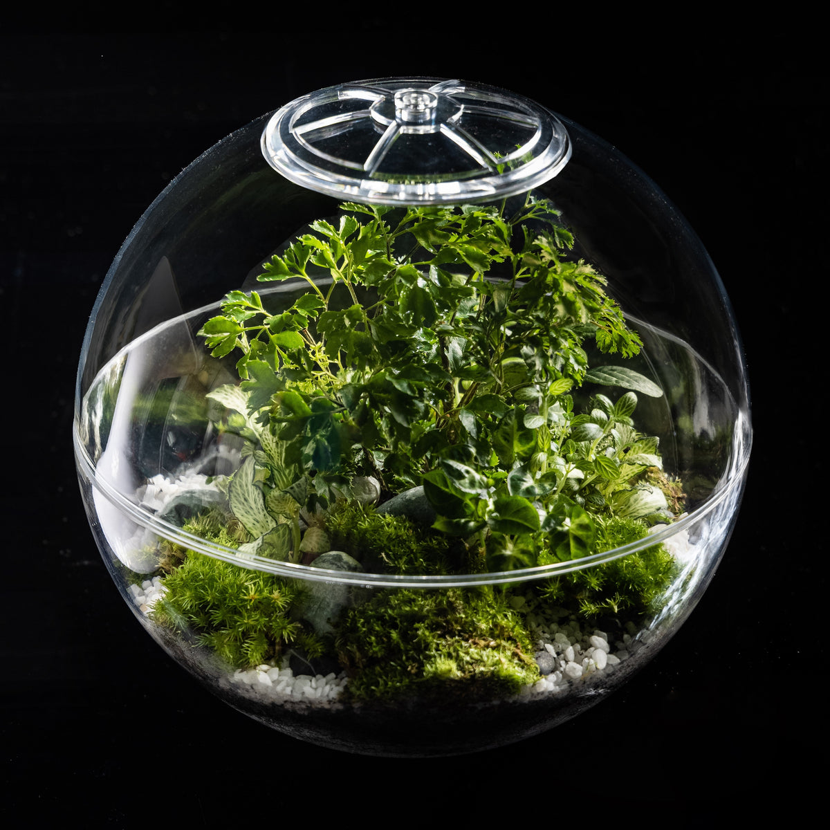 Atomic Space Age Terrarium, photo 9 of 20