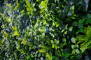 Sample Panel – Spring Sensation Green Wall (Small Sample) by Designer Plants USA