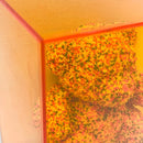 Sprinkle Gummy Bear Wall Art