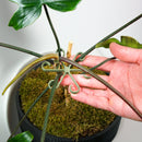 Plant Stem Supports