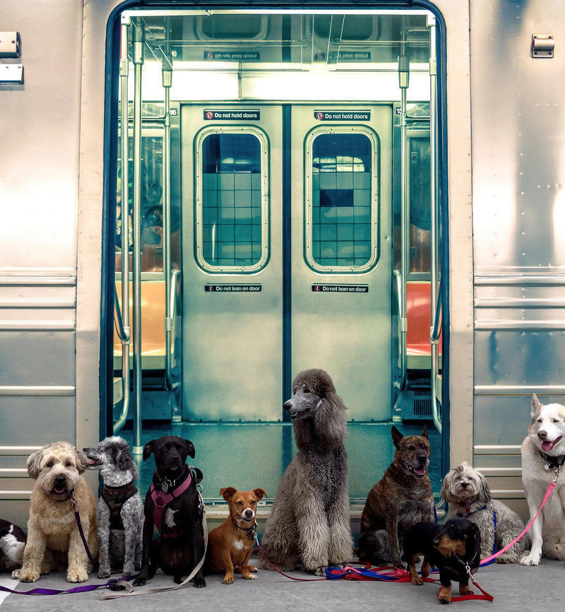 Subway Train Wall Mural Wallpaper. Urban NYC Decor.