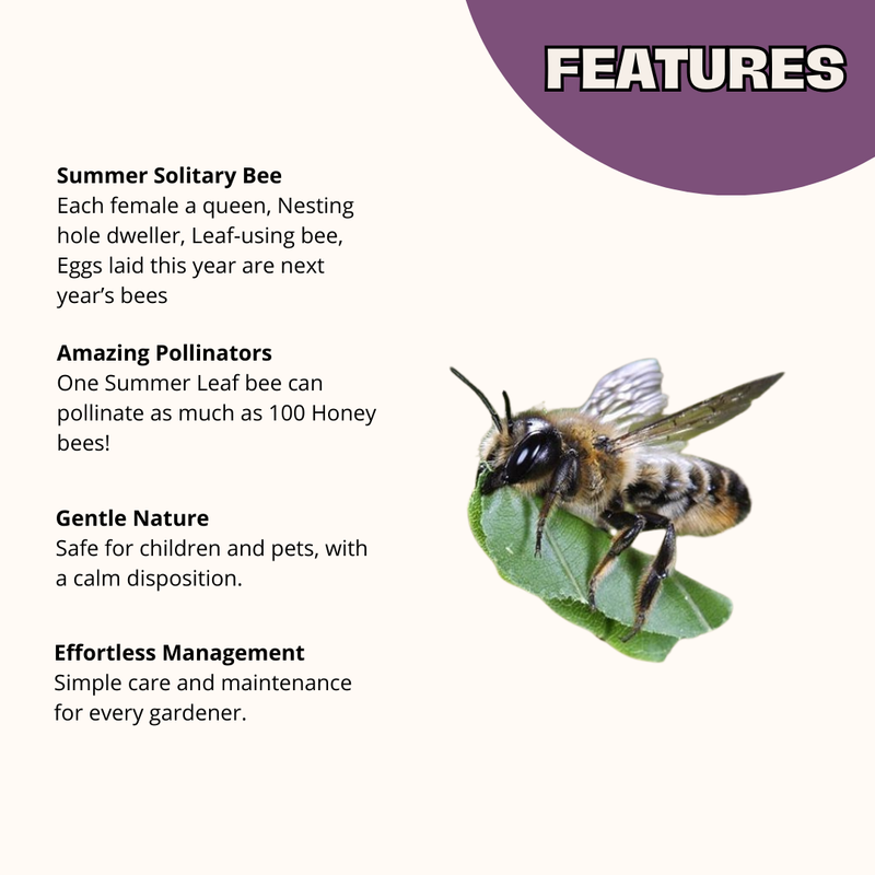 Summer Leaf Bees - (200ct) Free FedEx 2-Day Mail