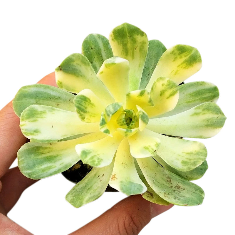Aeonium Suncup Variegata