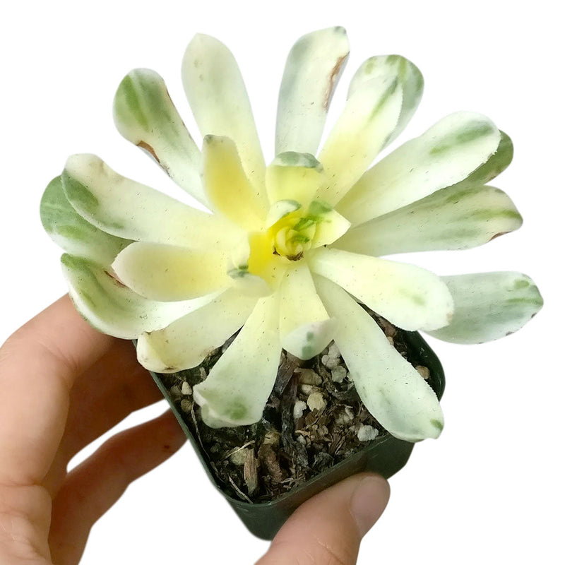 Aeonium Suncup Variegata