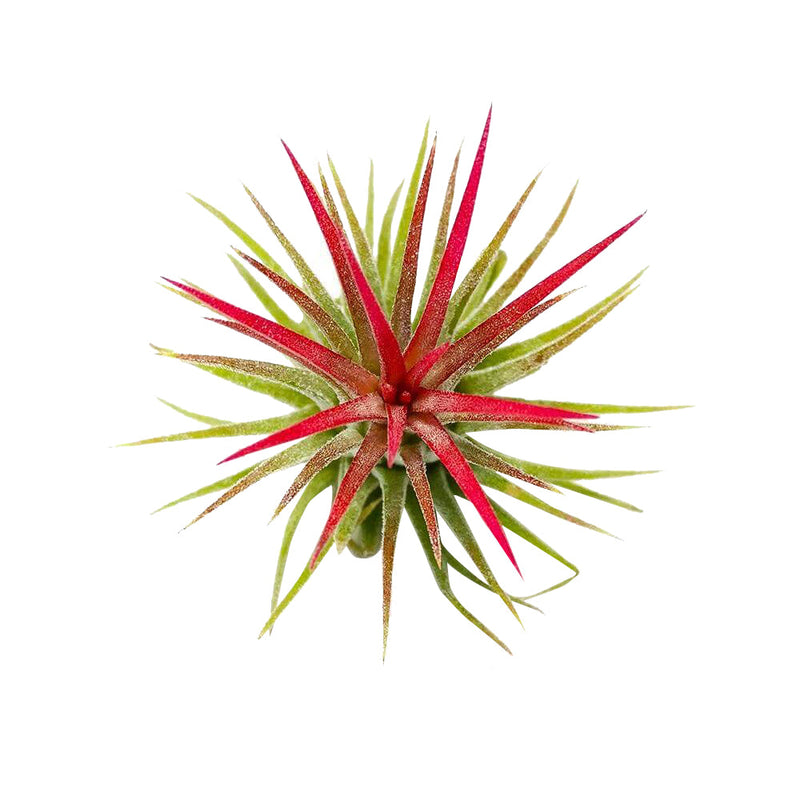 Tillandsia Ionantha Fuego