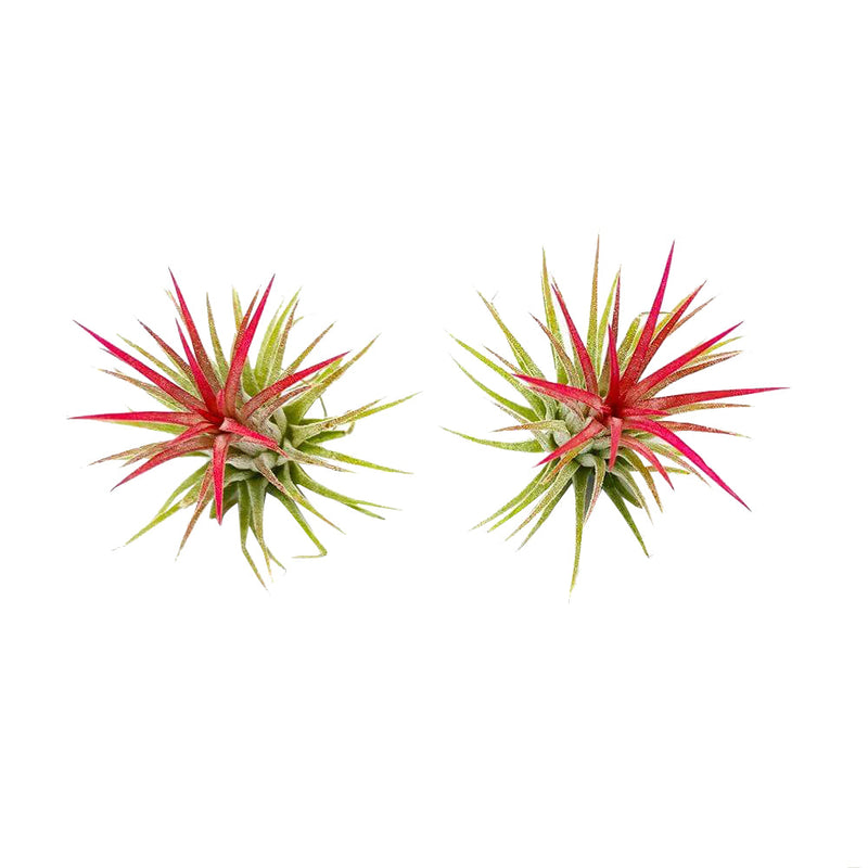 Tillandsia Ionantha Fuego