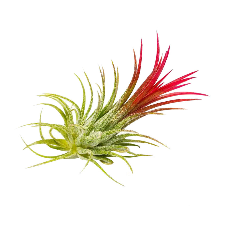 Tillandsia Ionantha Fuego