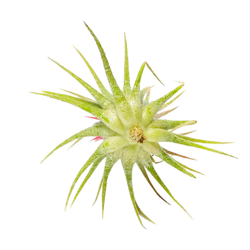 Tillandsia Ionantha Fuego