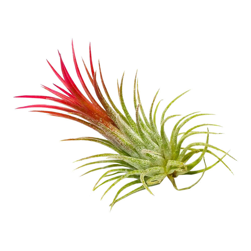 Tillandsia Ionantha Fuego