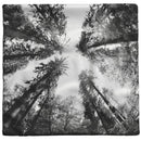 "Tall Trees" Throw Pillow