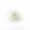 3 Tillandsia Tectorum Ecuador Air Plants for $12