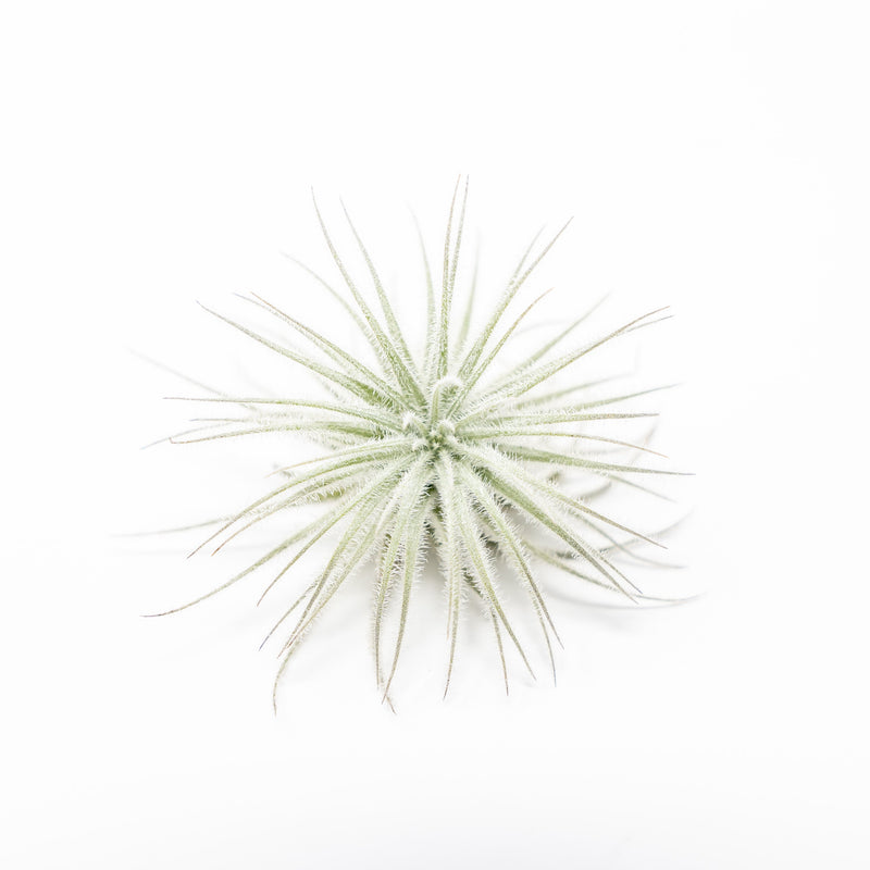$3.33 Labor Day Special  - 3 Tillandsia Tectorum Ecuador Air Plants for $10