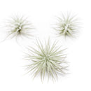 3 Tillandsia Tectorum Ecuador Air Plants for $12