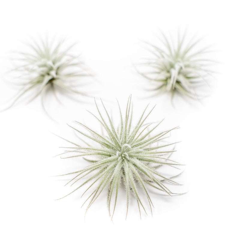 $3.33 Labor Day Special  - 3 Tillandsia Tectorum Ecuador Air Plants for $10