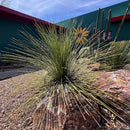 Mexican Grass Tree