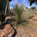 Mexican Grass Tree