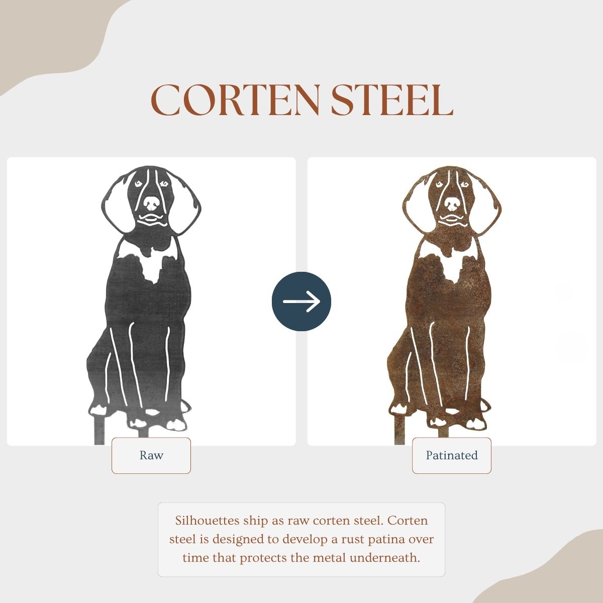 American English Coonhound, photo 3 of 17