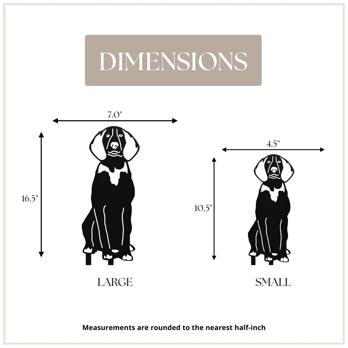 American English Coonhound, photo 4 of 17